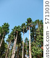 Cedar  5713030