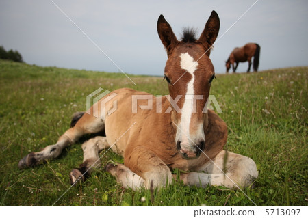 Foley horse horse 5713097