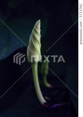Night faces bud 5713762