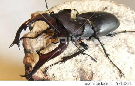 歐洲Judyx Miyama 2 5713831