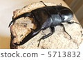 菲律賓Palawan Oohirata 5713832