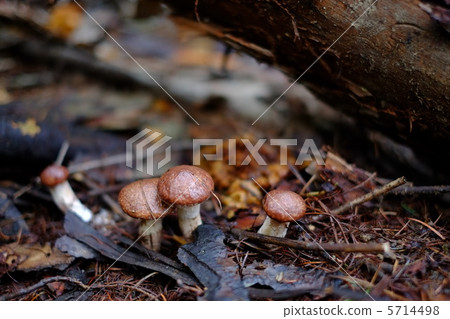Deciduous leaf mushrooms 5714498