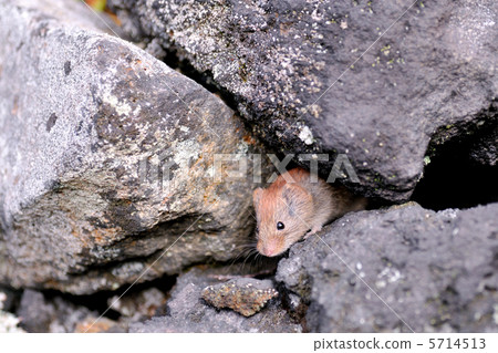 图库照片: 鼠标 老鼠 石板