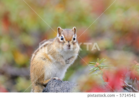 Ezoshimaris Ezoshimaris 5714541