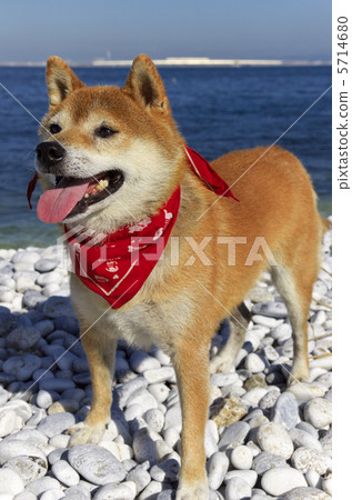 Shiba Inu _ Red Shiba Inu _ Red 5714680