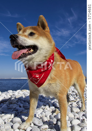 Shiba Inu _ Red Shiba Inu _ Red 5714681