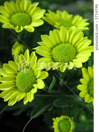 Pot·Chrisan Chem（微微） 5714746