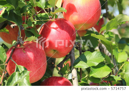 Cinnano Cinnano 5714757