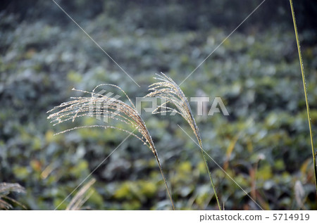 芒草 5714919