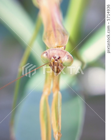 A mantis married to a bamboo shoot A mantis married to a bamboo shoot 5714936