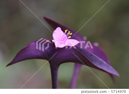 紫色花花 5714970