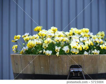 Spring full bloom  Spring full bloom  5715004