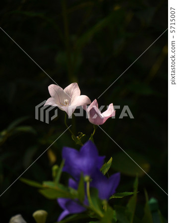 Kikyo（粉紅色） 5715007