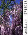 Wisteria 5715018