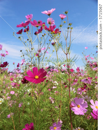 Cosmos Cosmos 5715067