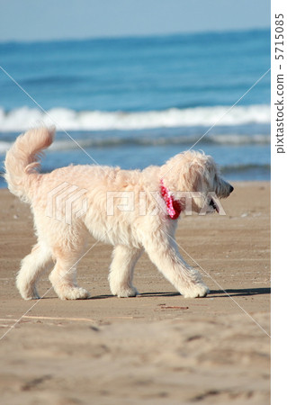 Golden Dooodle Golden Dooodle 5715085