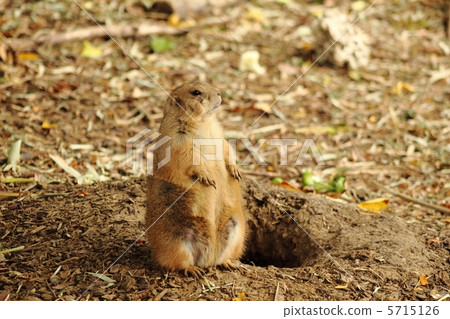 Prairie dog 5715126