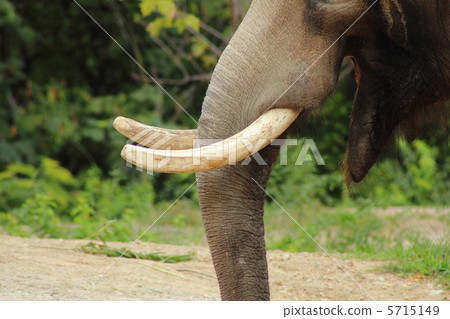 Asian elephant's fangs 5715149