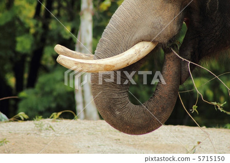 亞洲象的尖牙 亞洲象的尖牙 5715150