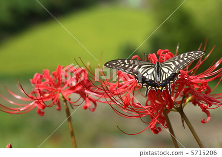 Swallowtail蝴蝶和Higanbana Swallowtail蝴蝶和Higanbana 5715206