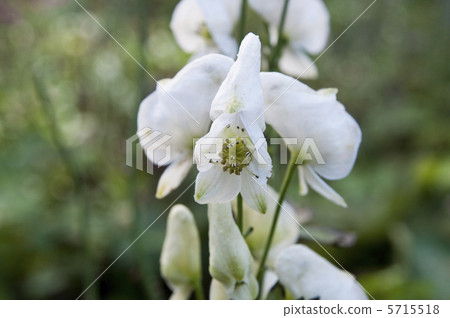 白色tricobut 白色tricobut 5715518