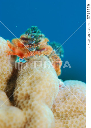 Ibarakkasashi 5715559