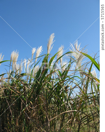 Miscanthus 5715565