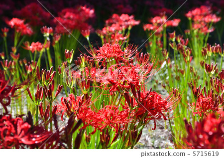 植物·Higambuna家庭 植物·Higambuna家庭 5715619