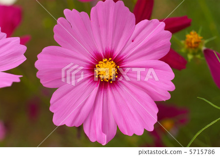 Cosmos flowers Cosmos flowers 5715786