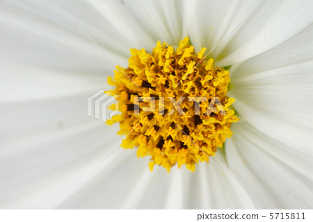 波斯菊花了 波斯菊花了 5715811