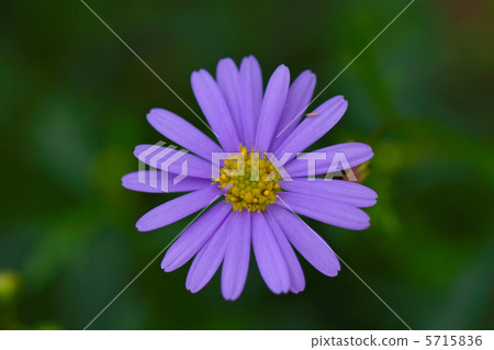 Brachikam的花 5715836