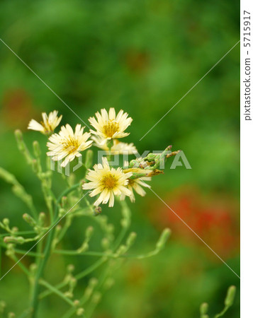 Akinonogeshi 5715917