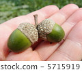 Picking up acorns 5715919