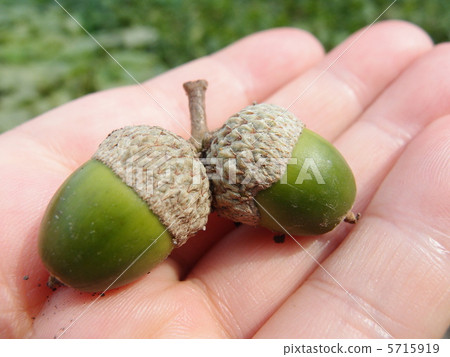 Picking up acorns Picking up acorns 5715919