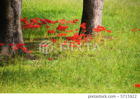 October Higanbana · Higanbana Department 127 5715922