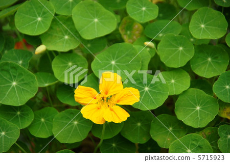 十月Nastatium·Nausen Halen部門22 5715923