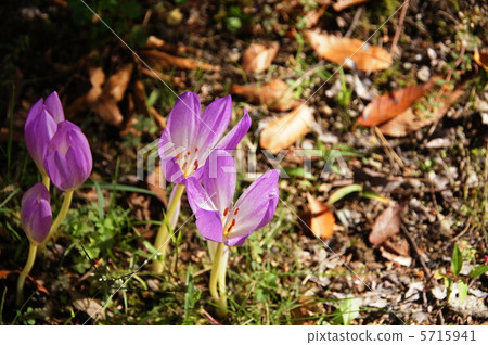 十月狗藏紅花百合36 5715941