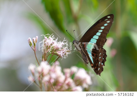 常見的青蠅 5716182