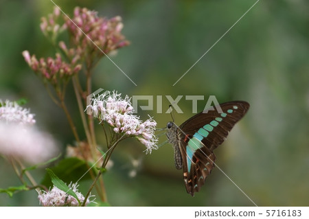 常見的青蠅 5716183