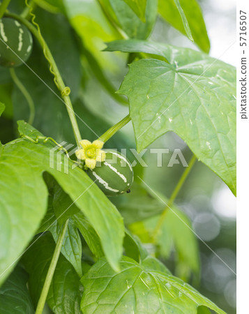 Flower and fruit of Ryukyu sparrow 5716507