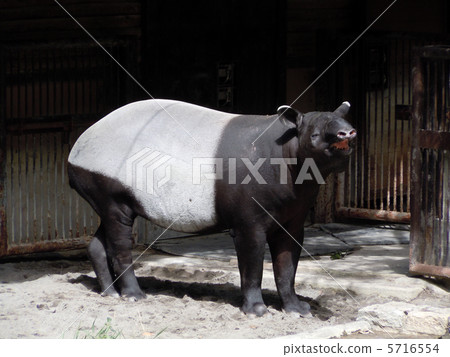 看著Malebak 看著Malebak 5716554