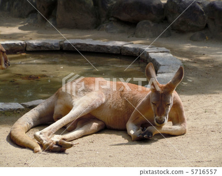 Kangaroos while sleeping Kangaroos while sleeping 5716557