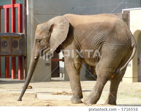 Standing African elephant Standing African elephant 5716558