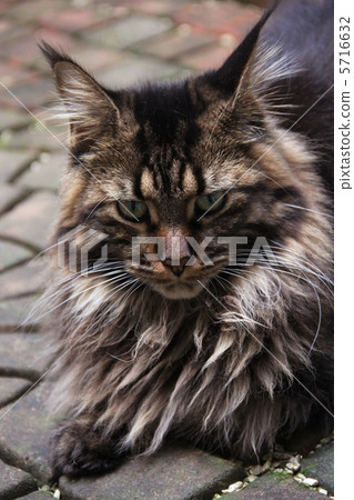 Cat Maine Coon Cat Maine Coon 5716632