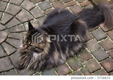 Cat Maine Coon Cat Maine Coon 5716633