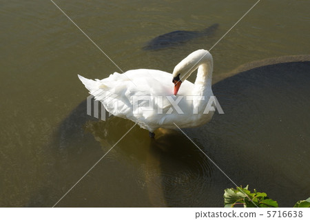 Animal Animal 5716638