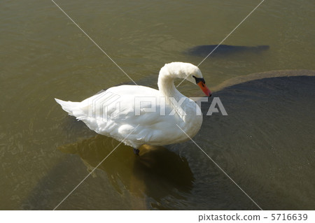 Animal Animal 5716639