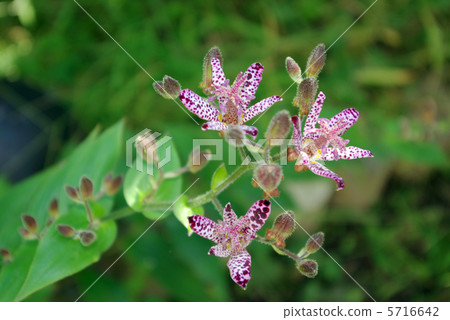 布穀鳥 布穀鳥 5716642