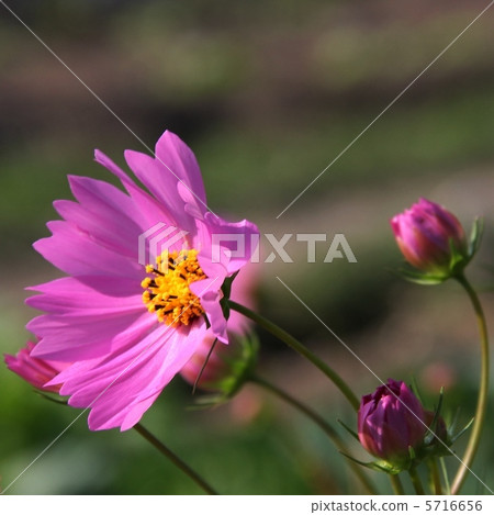 粉紅色的宇宙 5716656