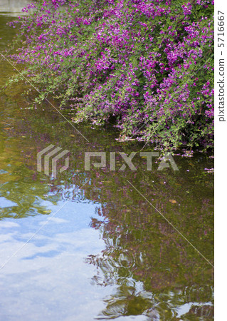 Hagi (Miyagino Haagi) 5716667